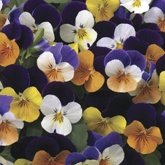 Viola Penny Jump-Up Mix