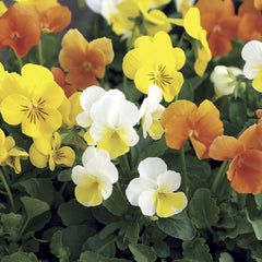 Viola Penny Citrus Mix