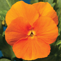 Viola Penny Pro Orange