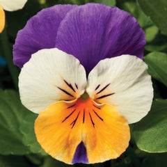 Viola Penny Peach Jump-Up