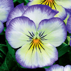 Viola Penny Purple Picotee