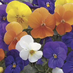 Viola Penny All Seasons Mix