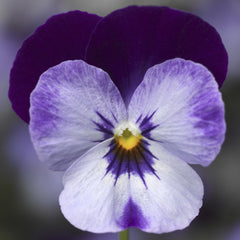 Viola Penny Denim Jump-up