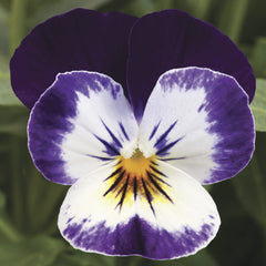 Viola Penny Mickey