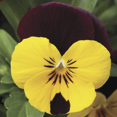 Viola Penny Red Wing