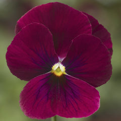 Viola Penny Rose Blotch