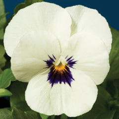 Viola Penny White Blotch