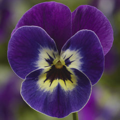 Viola Penny Pro Violet Face