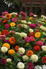 Zinnia State Fair Mixture