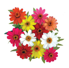Zinnia Profusion Formula Mix CT