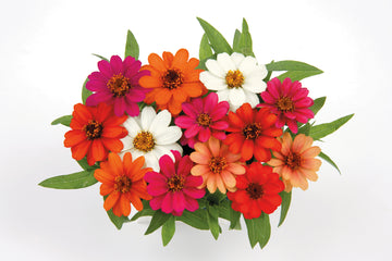 Zinnia Profusion 5 Color Mix CT