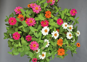 Zinnia Profusion 3 Color Mix CT