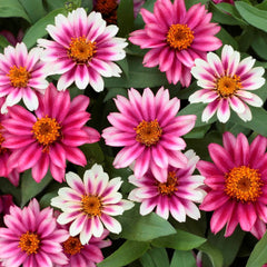 Zinnia Profusion Cherry Bicolor CT