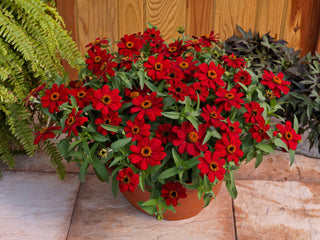 Zinnia Profusion Red CT