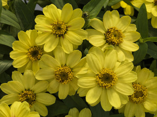 Zinnia Profusion Lemon CT