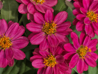Zinnia Profusion Cherry CT