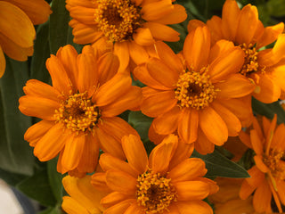 Zinnia Profusion Orange CT