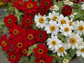 Zinnia Profusion White CT