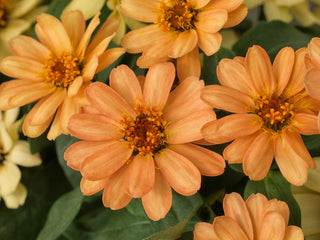 Zinnia Profusion Apricot CT