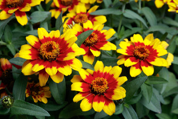 Zinnia Profusion Red Yellow Bicolor CT