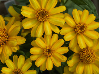 Zinnia Profusion Yellow CT