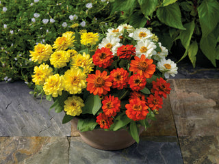 Zinnia Profusion Double Sunrise Mix CT