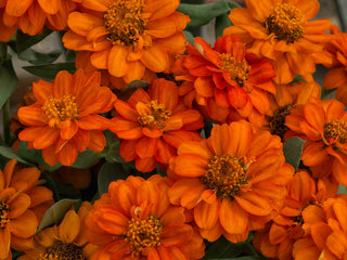 Zinnia Double Profusion Fire CT