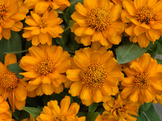 Zinnia Profusion Double Golden CT