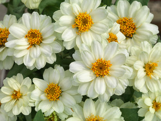 Zinnia Profusion Double White CT