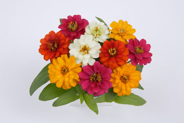 Zinnia Profusion Double Mix CT