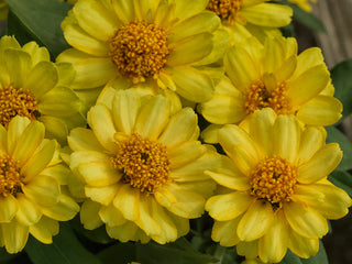 Zinnia Profusion Double Yellow  CT