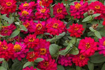 Zinnia Profusion Double Hot Cherry CT