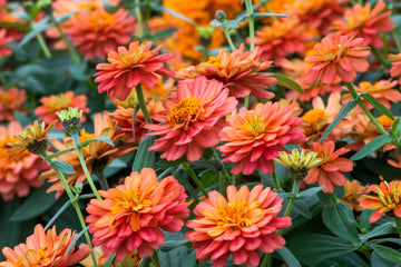 Zinnia Profusion Double Deep Salmon CT