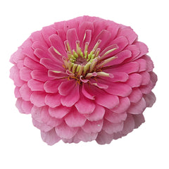 Zinnia Benary's Giant Bright Pink