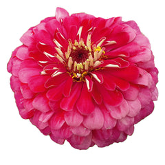 Zinnia Benary's Giant Carmine