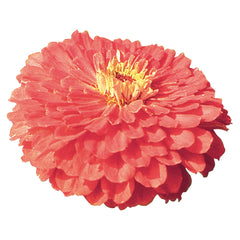 Zinnia Benary's Giant Coral