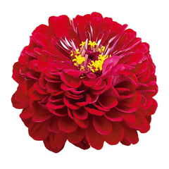 Zinnia Benary's Giant Deep Red