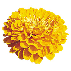 Zinnia Benary's Giant Golden Yellow