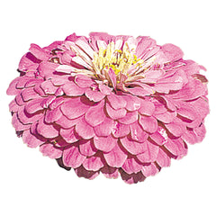 Zinnia Benary's Giant Lilac