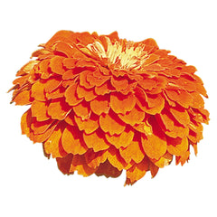Zinnia Benary's Giant Orange