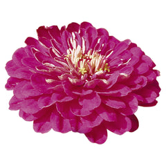 Zinnia Benary's Giant Purple