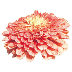 Zinnia Benary's Giant Salmon Rose