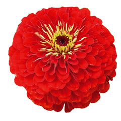 Zinnia Benary's Giant Scarlet