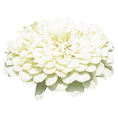 Zinnia Benary's Giant White