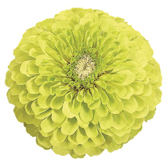 Zinnia Benary's Giant Lime
