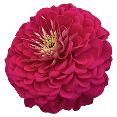 Zinnia Benary's Giant Wine