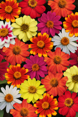 Zinnia Zahara Mixure CT