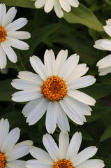 Zinnia Zahara White CT
