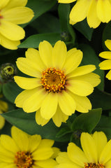 Zinnia Zahara Yellow CT