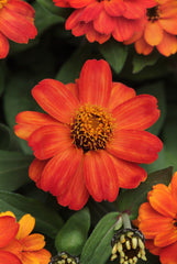 Zinnia Zahara Fire